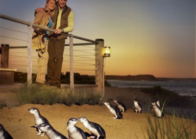 Penguin-Parade Phillip Island